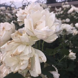 Meet your Posher, Sana